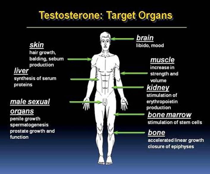 testosterone-target-organs-randali-centre-for-aesthetic-medicine